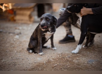 Barak-Mix-Mädchen Lidina ❤️ jung u. aktiv