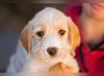 Anka ❤️ verspieltes, junges Hundemädchen