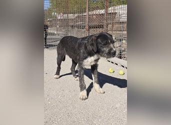 Barak-Mix MILES❤️lieber, schüchterner Jungrüde sucht Kuschelplatz fürs Leben!