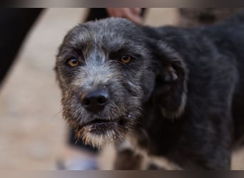 Barak-Mix-Mädchen Lidina ❤️ jung u. aktiv