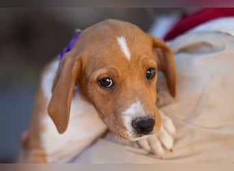 Eevee ❤️ neugierige, verspielte Hündin!