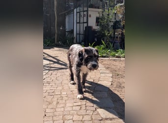 Alani ❤️ wartet in 90530 Wendelstein auf dich