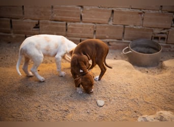 Sunny ❤️ aufgewecktes, süßes Welpenmädl