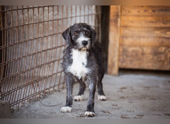 Alani ❤️ wartet in 90530 Wendelstein