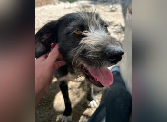 Barak-Mix-Mädchen Lidina ❤️ jung u. aktiv