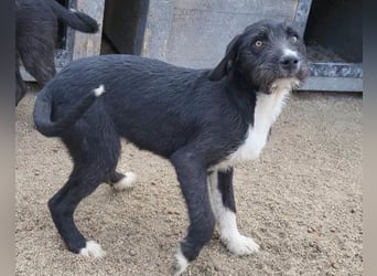 Barak-Mix RICCI❤️fröhlicher, lieber und neugieriger Powerpfoten-Junge