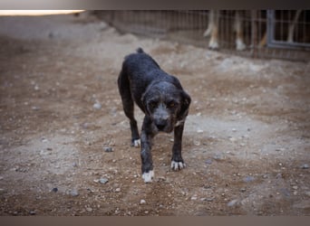 Barak-Mix-Mädchen Lidina ❤️ jung u. aktiv