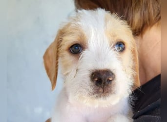 Zuckerschnute ARIA❤️liebt Abenteuer – und Kuscheleinheiten noch mehr!