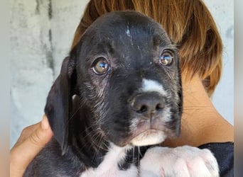 kleiner MILES❤️charmanter Abenteurer sucht Kuschelplatz fürs Leben!