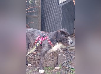 Alani ❤️ wartet in 90530 Wendelstein