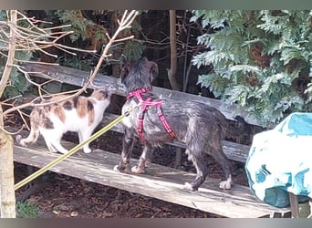 Alani ❤️ wartet in 90530 Wendelstein