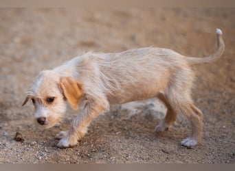 Anka ❤️ verspieltes, junges Hundemädchen