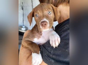 Sunny ❤️ aufgewecktes, süßes Welpenmädl