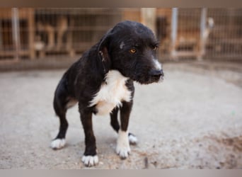 Barak-Mix RICCI❤️fröhlicher, lieber und neugieriger Powerpfoten-Junge