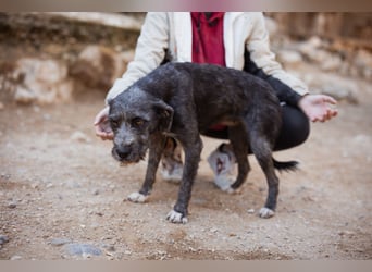 Barak-Mix-Mädchen Lidina ❤️ jung u. aktiv