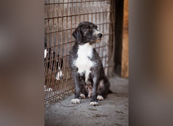 Barak-Mix-Mädchen Alani ❤️ sanft+zurückhaltend