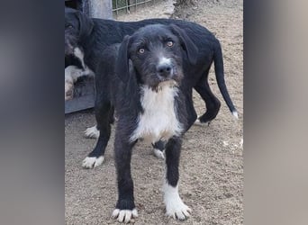 Barak-Mix RICCI❤️fröhlicher, lieber und neugieriger Powerpfoten-Junge