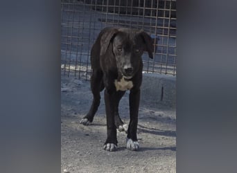 ROSI❤️bezaubernder Wirbelwind mit Herz & Schmusegarantie!