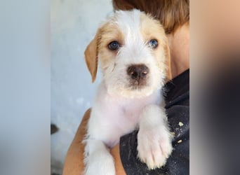 Zuckerschnute ARIA❤️liebt Abenteuer – und Kuscheleinheiten noch mehr!