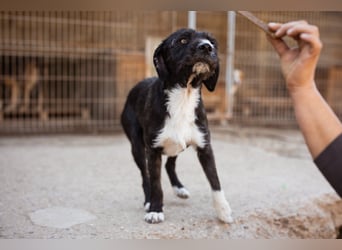 Barak-Mix RICCI❤️fröhlicher, lieber und neugieriger Powerpfoten-Junge