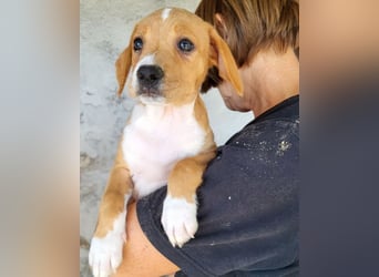 Eevee ❤️ neugierige, verspielte Hündin!