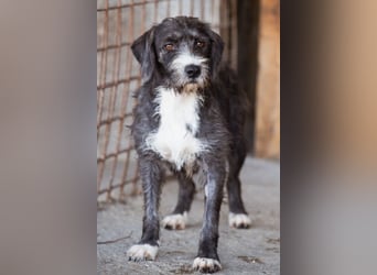 Barak-Mix-Mädchen Alani ❤️ sanft+zurückhaltend