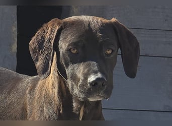 ROSI❤️bezaubernder Wirbelwind mit Herz & Schmusegarantie!