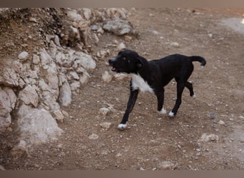 Barak-Mix RICCI❤️fröhlicher, lieber und neugieriger Powerpfoten-Junge