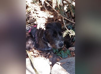 Alani ❤️ wartet in 90530 Wendelstein