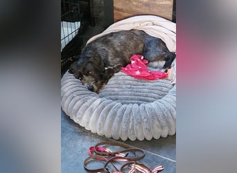 Alani ❤️ wartet in 90530 Wendelstein auf dich