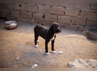 Olivia ❤️ junges, lebensfrohes Hundemädl