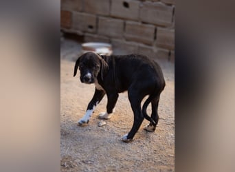 Barak-Mix MILES❤️charmanter Abenteurer sucht Kuschelplatz fürs Leben!