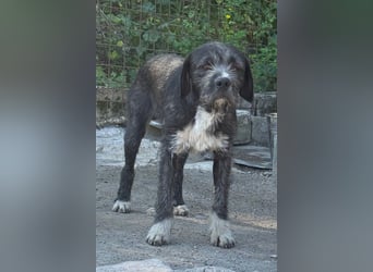 Barak-Mix MILES❤️lieber, schüchterner Jungrüde  sucht Kuschelplatz fürs Leben!