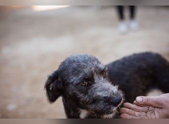 Barak-Mix-Mädchen Lidina ❤️ jung u. aktiv