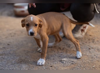 Eevee ❤️ neugierige, verspielte Hündin!