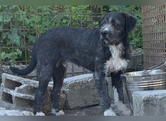 Barak-Mix MILES❤️lieber, schüchterner Jungrüde sucht Kuschelplatz fürs Leben!