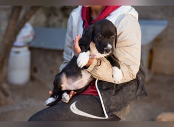 kleiner MILES❤️charmanter Abenteurer sucht Kuschelplatz fürs Leben!