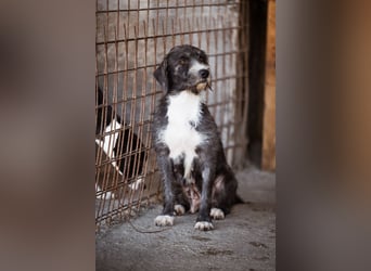 Barak-Mix-Mädchen Alani ❤️ sanft+zurückhaltend