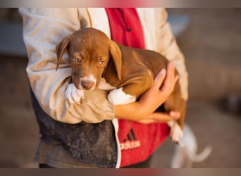 Sunny ❤️ aufgewecktes, süßes Welpenmädl
