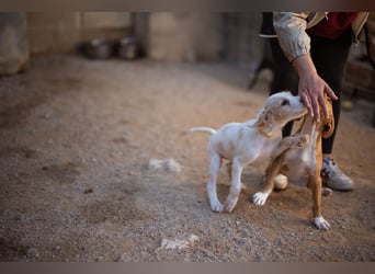 Zuckerschnute ARIA❤️liebt Abenteuer – und Kuscheleinheiten noch mehr!