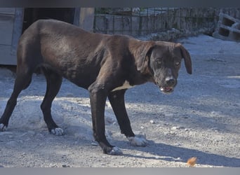 ROSI❤️bezaubernder Wirbelwind mit Herz & Schmusegarantie!