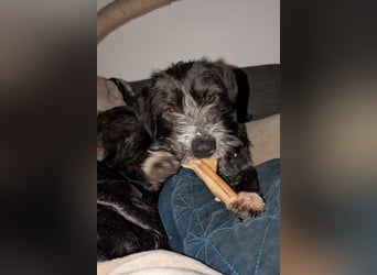 Alani ❤️ wartet in 90530 Wendelstein