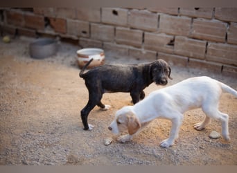 Olivia ❤️ junges, lebensfrohes Hundemädl