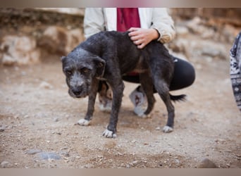 Barak-Mix-Mädchen Lidina ❤️ jung u. aktiv