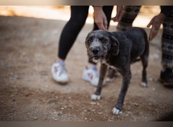 Barak-Mix-Mädchen Lidina ❤️ jung u. aktiv