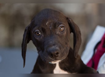 ROSI❤️bezaubernde Bracke-Barak-Mix-Welpin und ein Wirbelwind mit Herz & Schmusegarantie!
