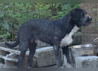 Barak-Mix MILES❤️lieber, schüchterner Jungrüde  sucht Kuschelplatz fürs Leben!
