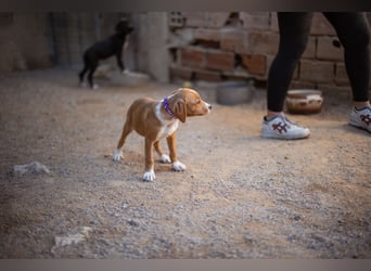 Eevee ❤️ neugierige, verspielte Hündin!