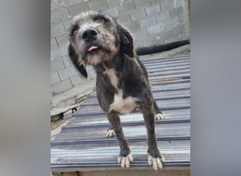 Barak-Mix-Mädchen Lidina ❤️ jung u. aktiv