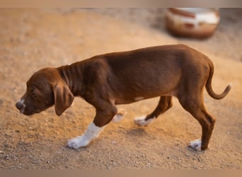 Sunny ❤️ aufgewecktes, süßes Welpenmädl